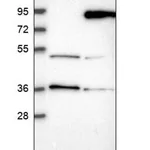 Merck Anti-LARP7 antibody produced in rabbit