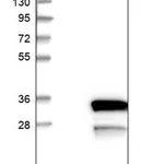 Merck Anti-LYSMD1 antibody produced in rabbit