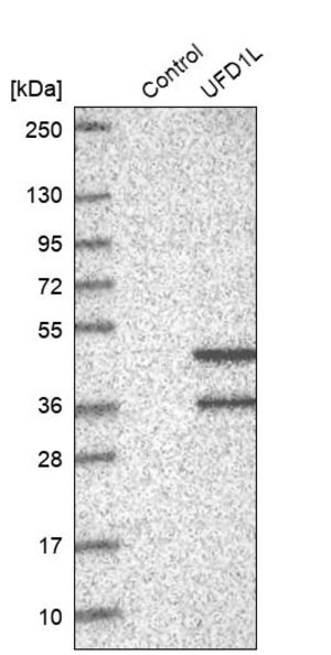Merck Anti-UFD1L antibody produced in rabbit