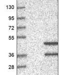 Merck Anti-UFD1L antibody produced in rabbit