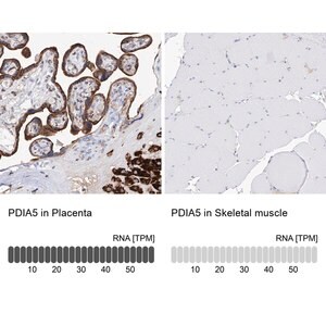 Merck Anti-PDIA5 antibody produced in rabbit