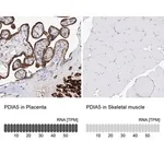 Merck Anti-PDIA5 antibody produced in rabbit