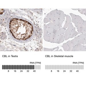 Merck Anti-CBL antibody produced in rabbit