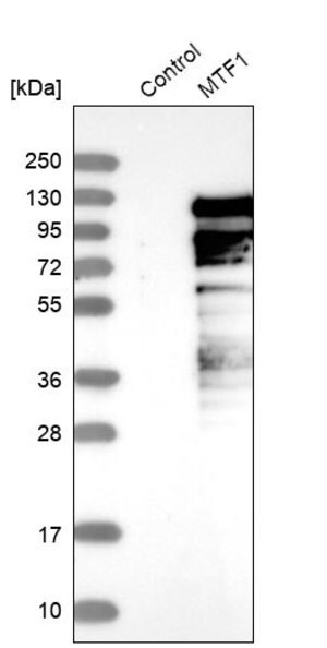 Merck Anti-MTF1 antibody produced in rabbit