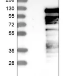 Merck Anti-MTF1 antibody produced in rabbit