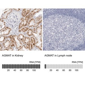 Merck Anti-AGMAT antibody produced in rabbit