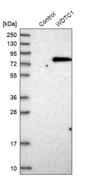 Merck Anti-WDTC1 antibody produced in rabbit