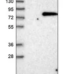 Merck Anti-WDTC1 antibody produced in rabbit