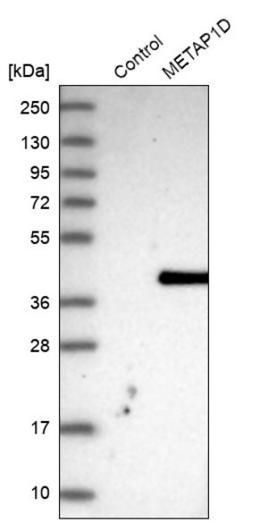 Merck Anti-METAP1D antibody produced in rabbit