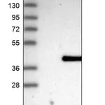 Merck Anti-METAP1D antibody produced in rabbit