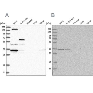 Merck Anti-PPP1R42 antibody produced in rabbit
