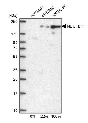 Merck Anti-NDUFB11 antibody produced in rabbit