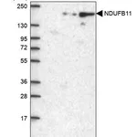 Merck Anti-NDUFB11 antibody produced in rabbit