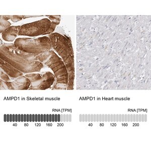 Merck Anti-AMPD1 antibody produced in rabbit