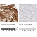 Merck Anti-AMPD1 antibody produced in rabbit