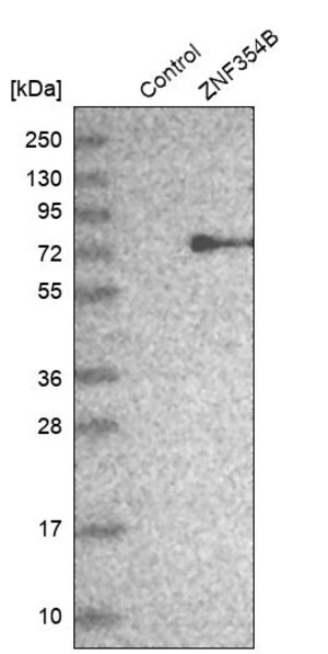 Merck Anti-ZNF354B antibody produced in rabbit