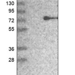 Merck Anti-ZNF354B antibody produced in rabbit