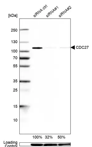 Merck Anti-CDC27 antibody produced in rabbit