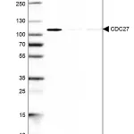 Merck Anti-CDC27 antibody produced in rabbit