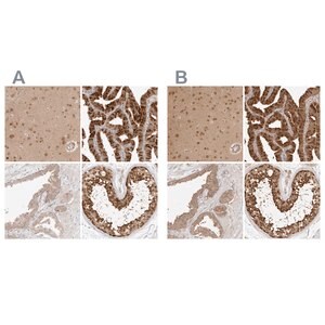 Merck Anti-NUDC antibody produced in rabbit