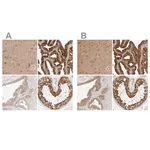 Merck Anti-NUDC antibody produced in rabbit