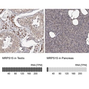 Merck Anti-MRPS15 antibody produced in rabbit