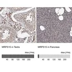 Merck Anti-MRPS15 antibody produced in rabbit