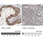 Merck Anti-CHD1L antibody produced in rabbit