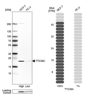 Merck Anti-TTC39A antibody produced in rabbit