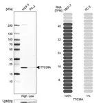 Merck Anti-TTC39A antibody produced in rabbit