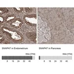 Merck Anti-SNAP47 antibody produced in rabbit