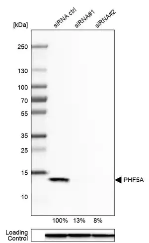 Merck Anti-PHF5A antibody produced in rabbit