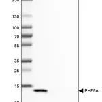 Merck Anti-PHF5A antibody produced in rabbit