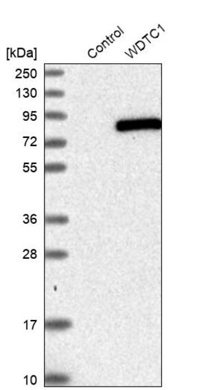 Merck Anti-WDTC1 antibody produced in rabbit