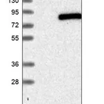 Merck Anti-WDTC1 antibody produced in rabbit