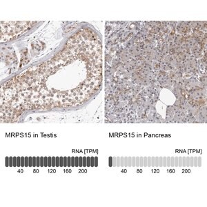 Merck Anti-MRPS15 antibody produced in rabbit
