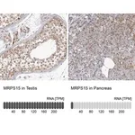 Merck Anti-MRPS15 antibody produced in rabbit
