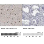 Merck Anti-FABP7 antibody produced in rabbit