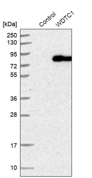 Merck Anti-WDTC1 antibody produced in rabbit