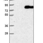 Merck Anti-WDTC1 antibody produced in rabbit
