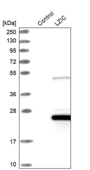 Merck Anti-LZIC antibody produced in rabbit