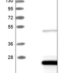 Merck Anti-LZIC antibody produced in rabbit