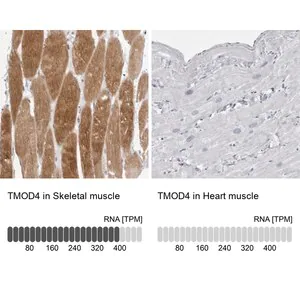 Merck Anti-TMOD4 antibody produced in rabbit