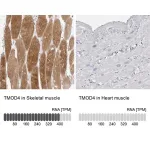 Merck Anti-TMOD4 antibody produced in rabbit