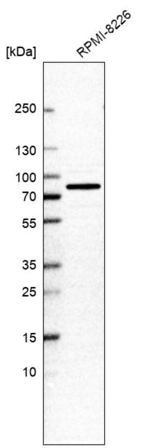 Merck Anti-EIF2D antibody produced in rabbit