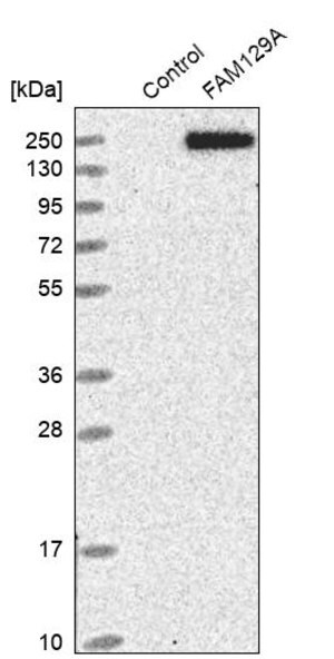 Merck Anti-FAM129A antibody produced in rabbit