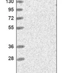 Merck Anti-FAM129A antibody produced in rabbit