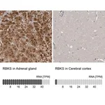 Merck Anti-RBKS antibody produced in rabbit