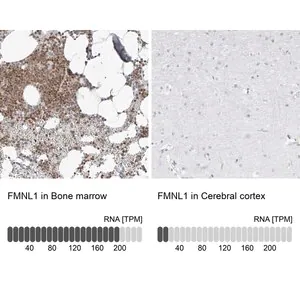 Merck Anti-FMNL1 antibody produced in rabbit
