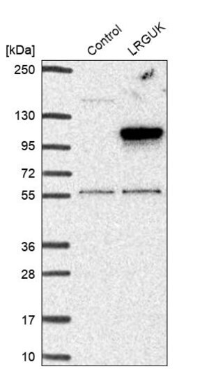 Merck Anti-LRGUK antibody produced in rabbit